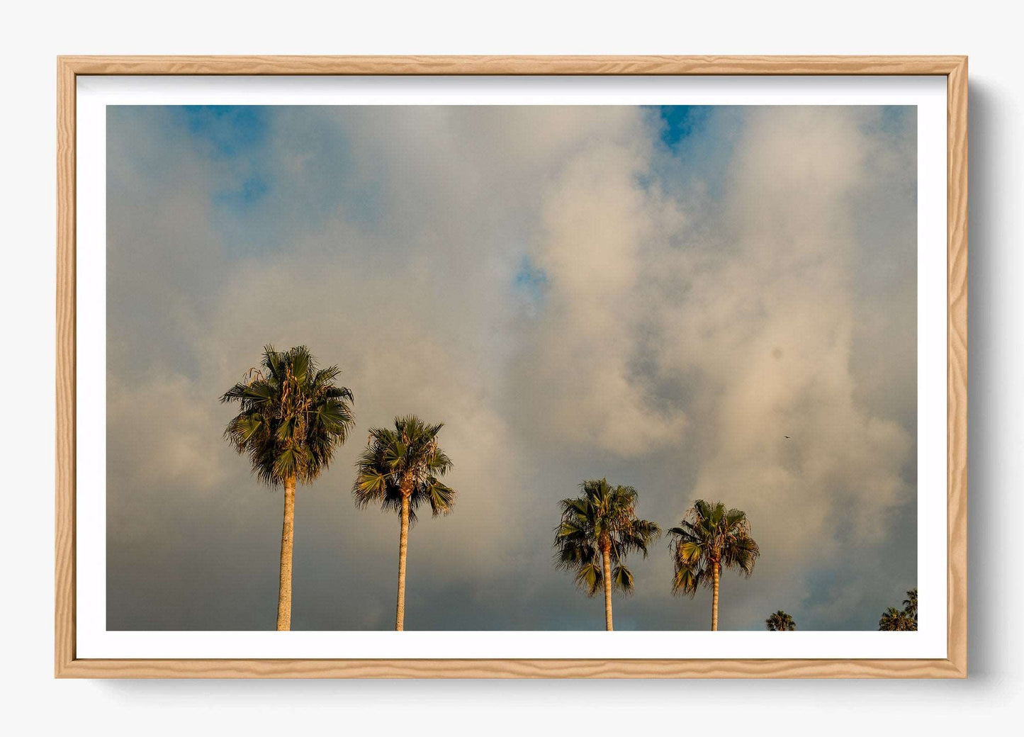 Palm Trees on Clouds