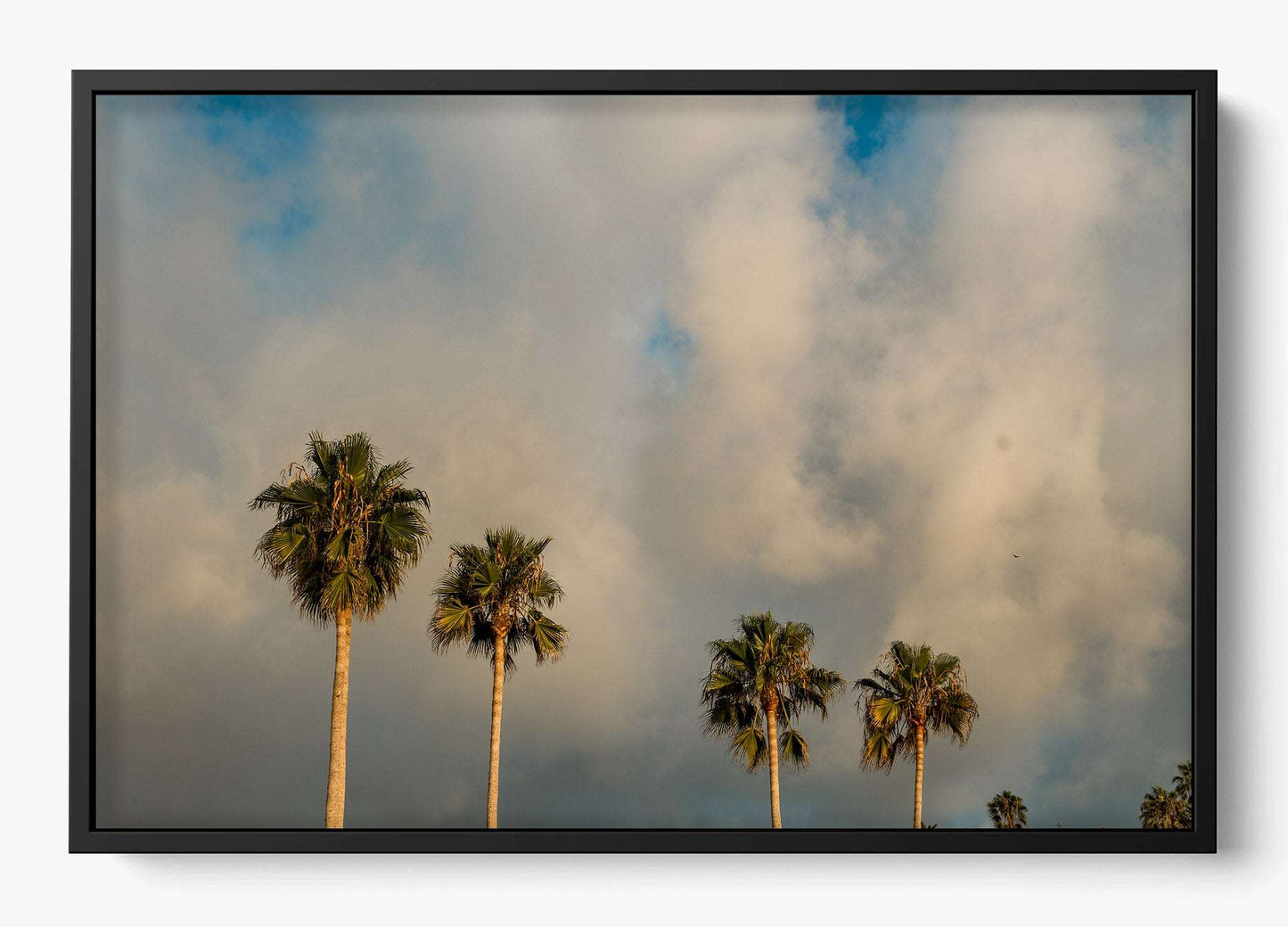 Palm Trees on Clouds