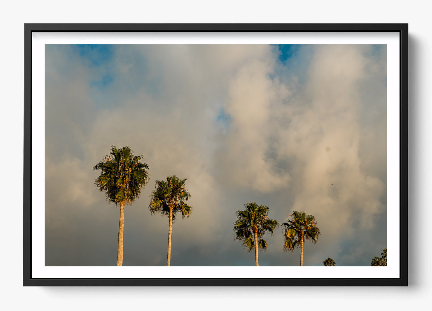 Palm Trees on Clouds