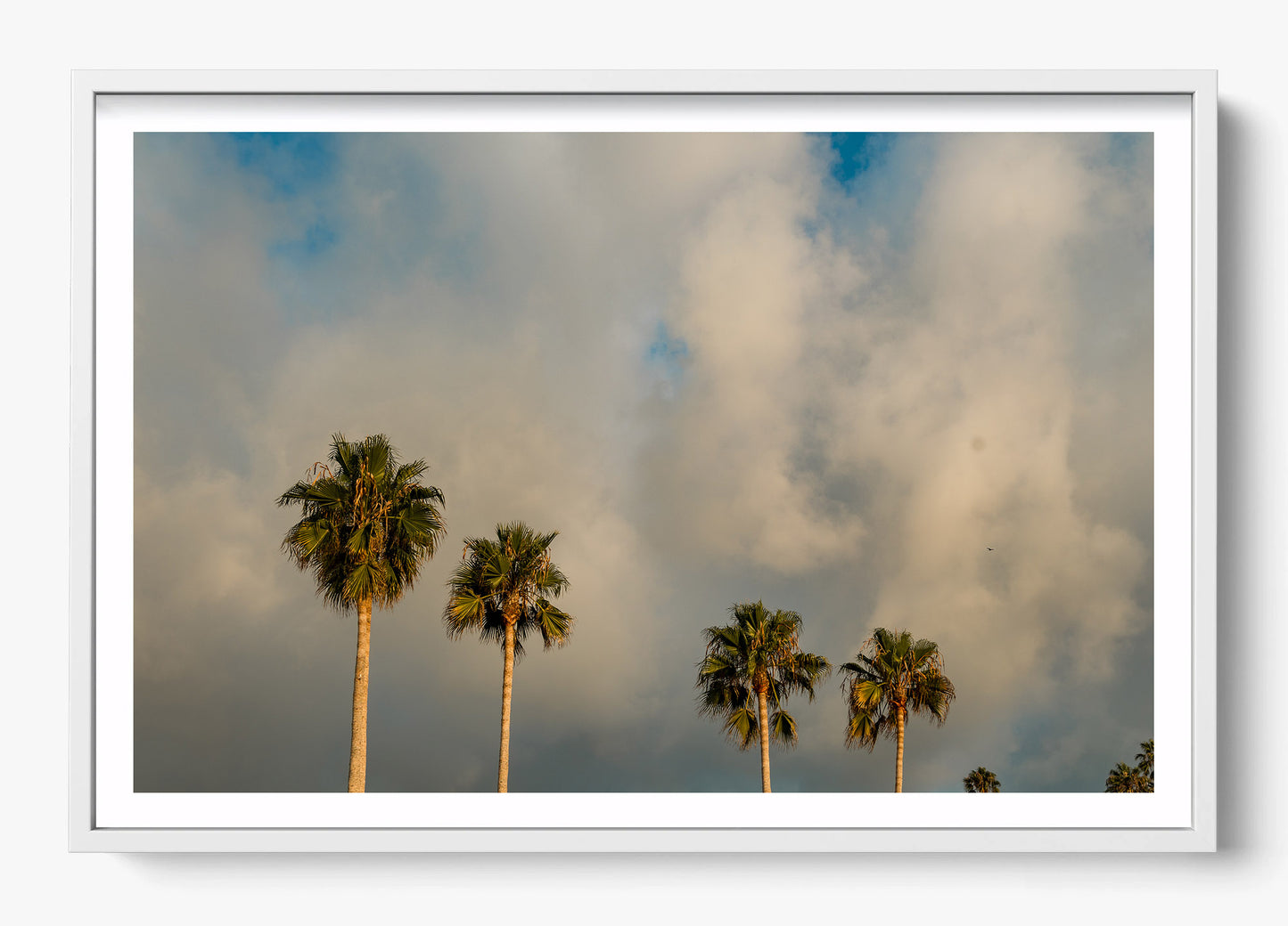 Palm Trees on Clouds