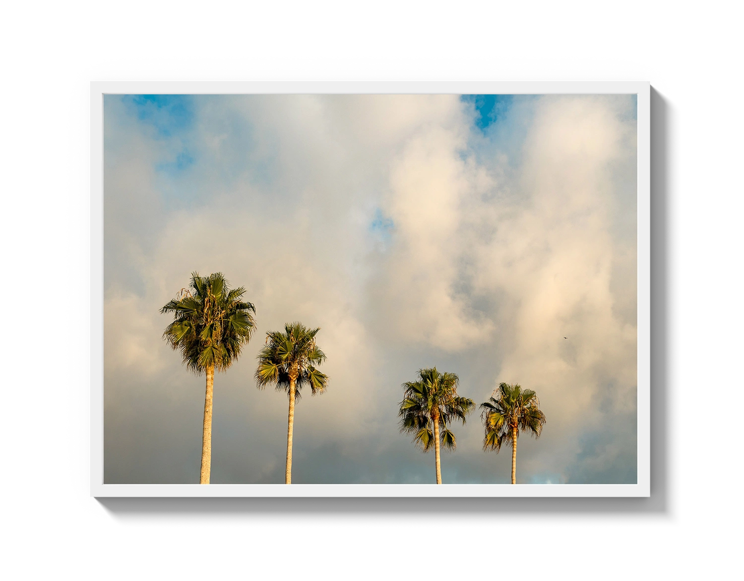 Palm Trees on Clouds