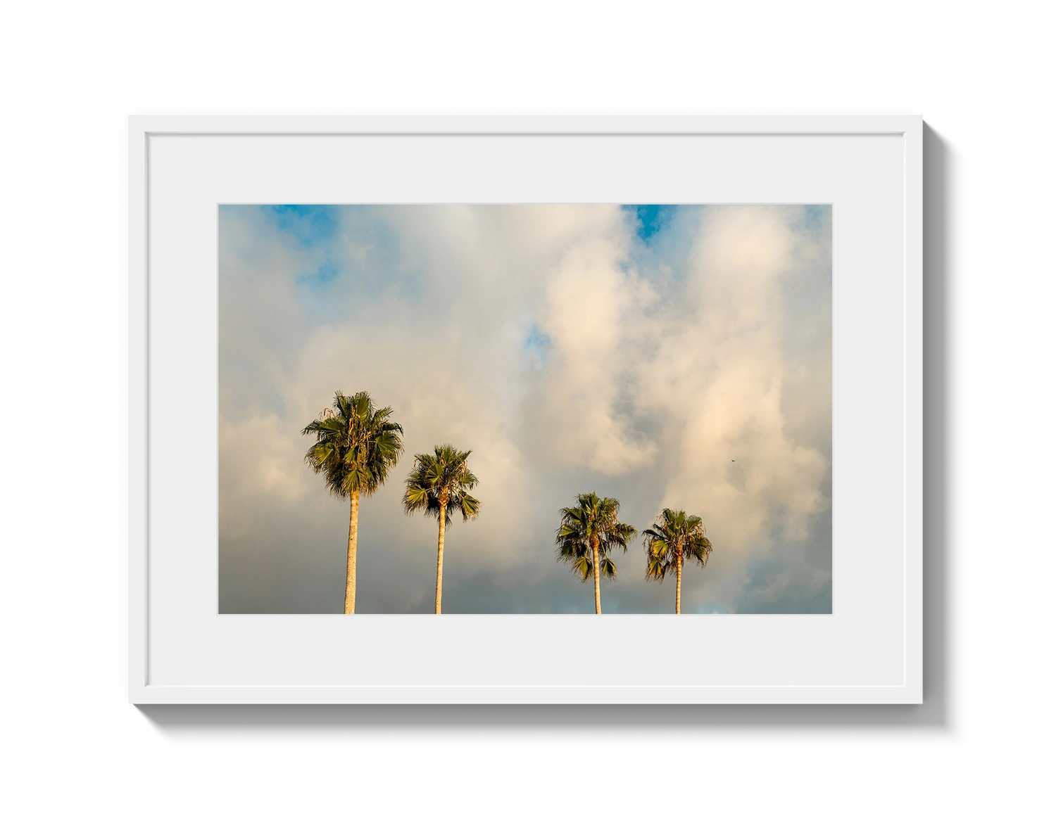 Palm Trees on Clouds