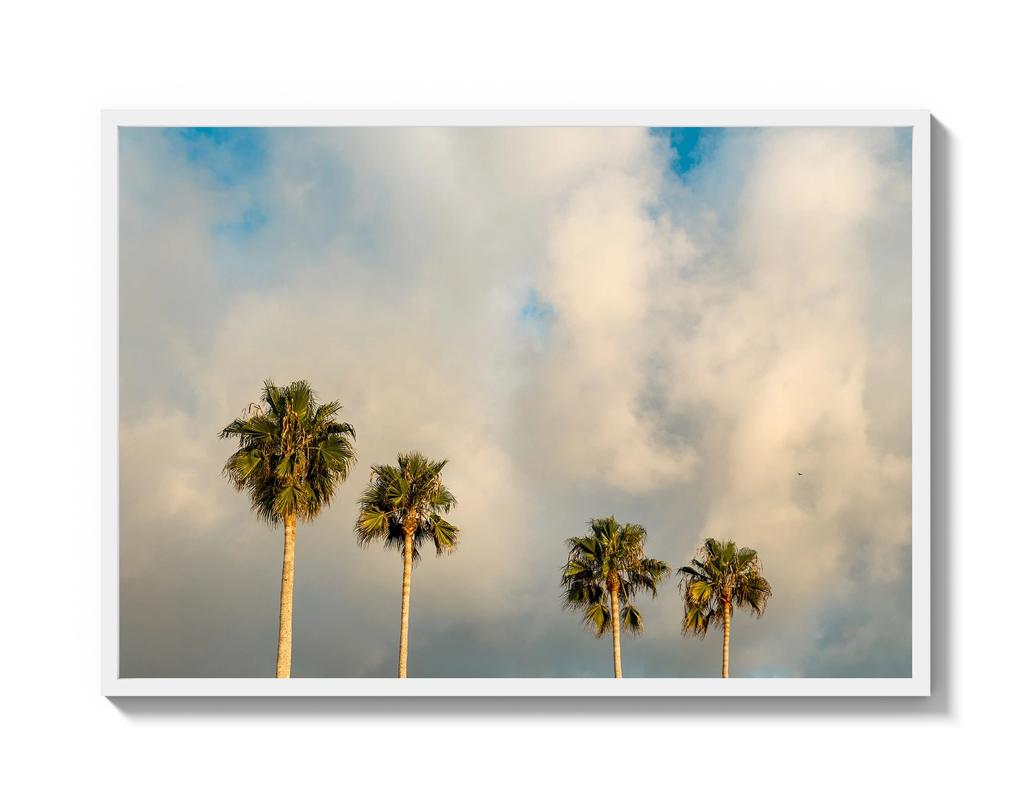 Palm Trees on Clouds