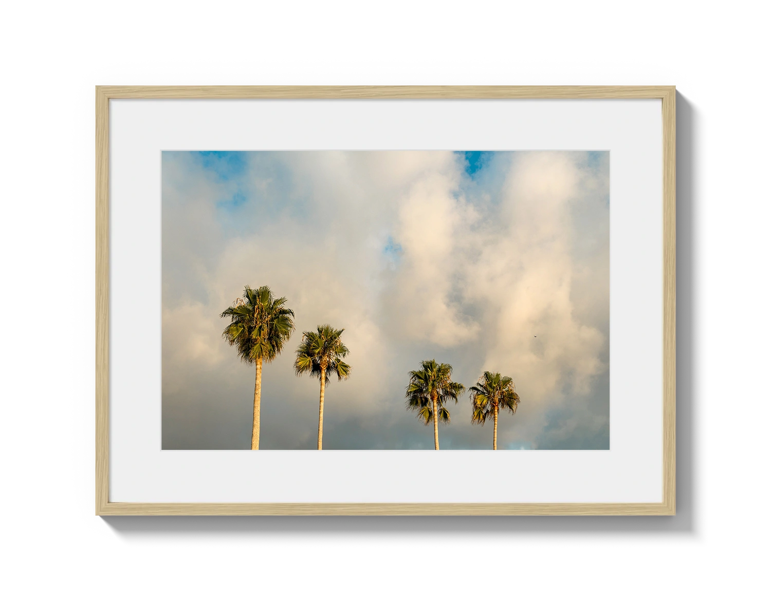 Palm Trees on Clouds