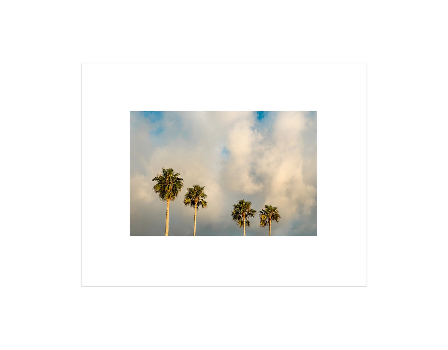 Palm Trees on Clouds