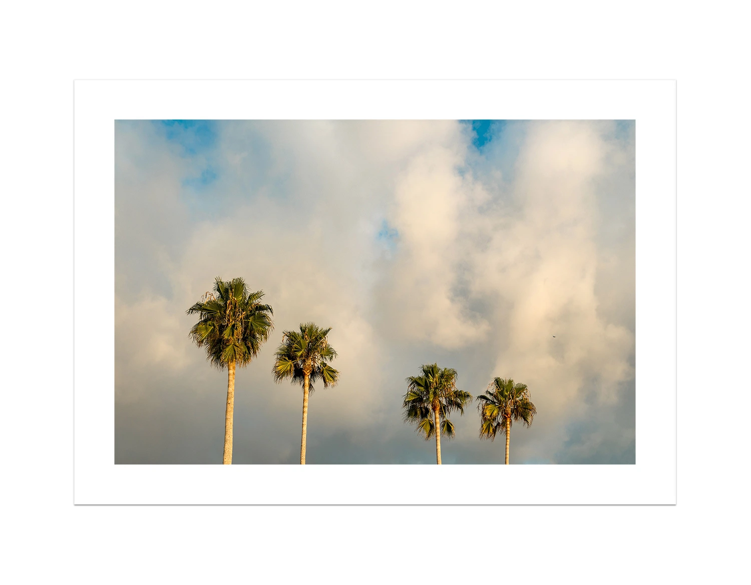 Palm Trees on Clouds