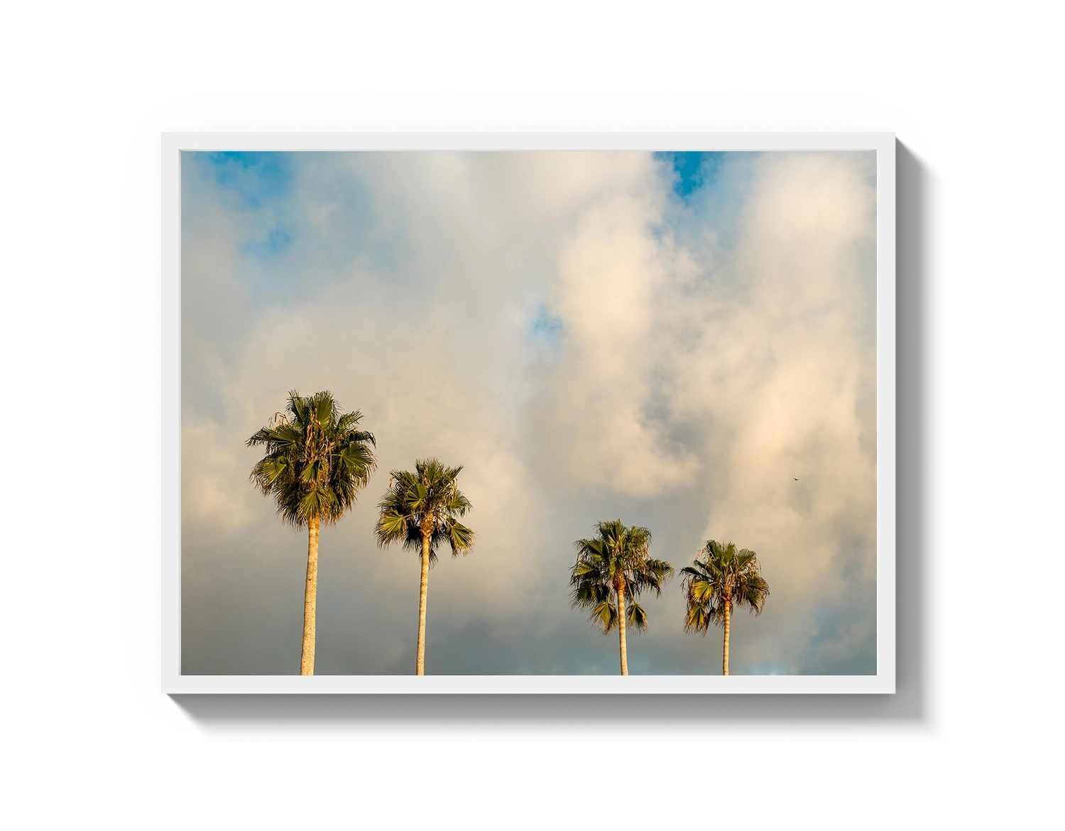 Palm Trees on Clouds