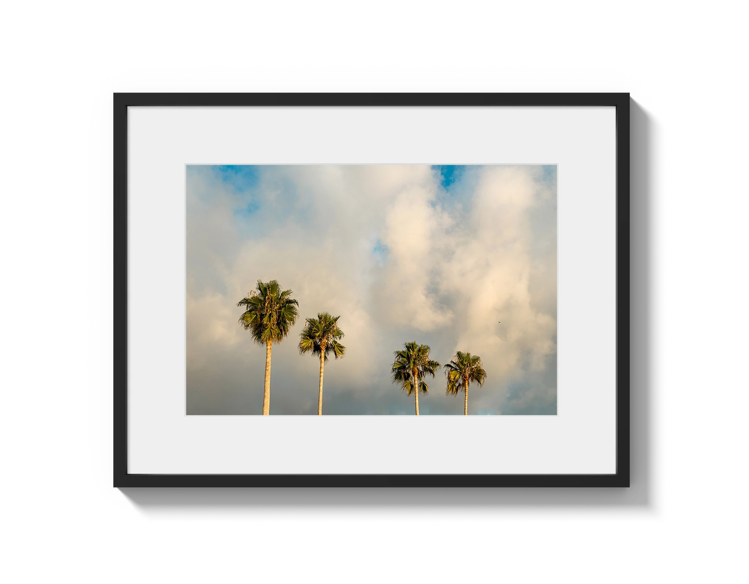 Palm Trees on Clouds