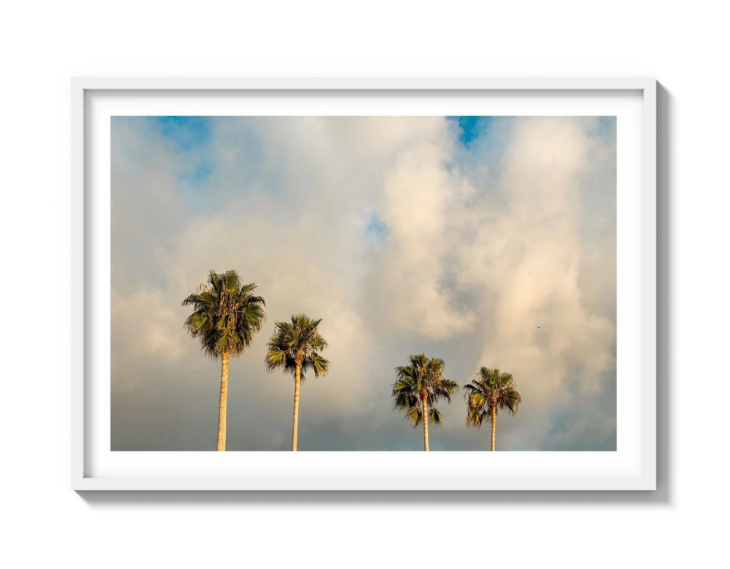 Palm Trees on Clouds