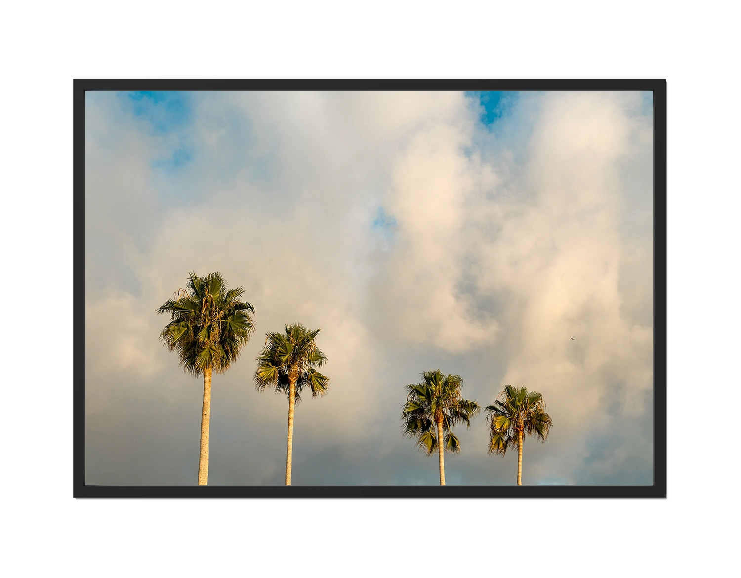 Palm Trees on Clouds