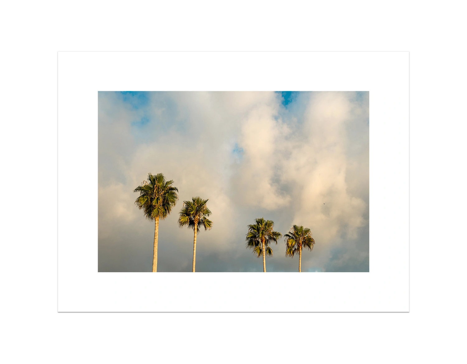 Palm Trees on Clouds