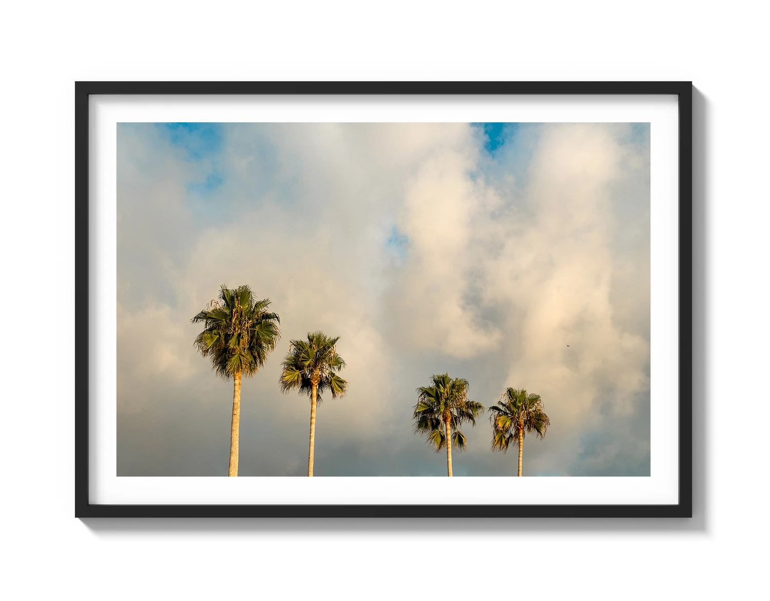 Palm Trees on Clouds