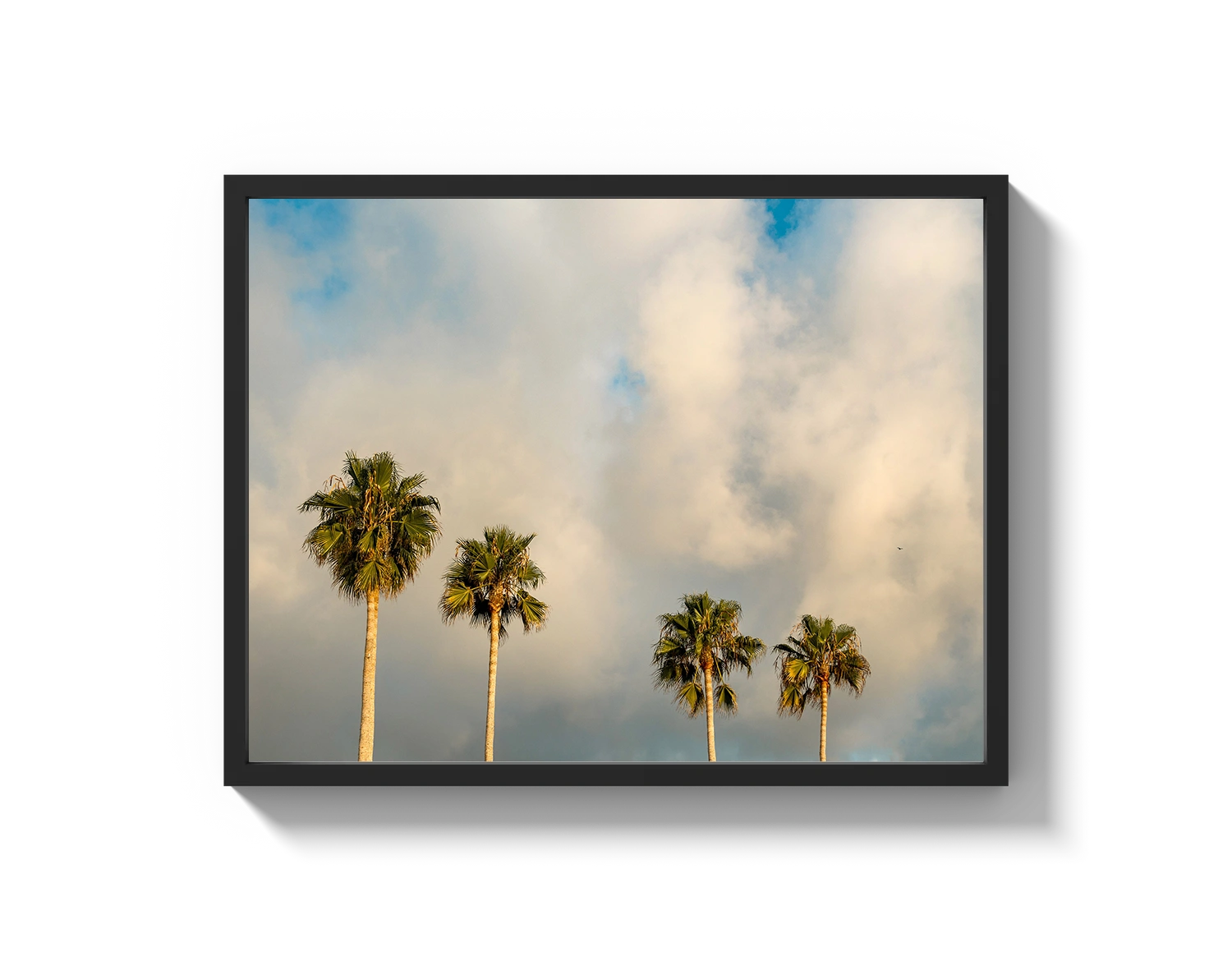 Palm Trees on Clouds