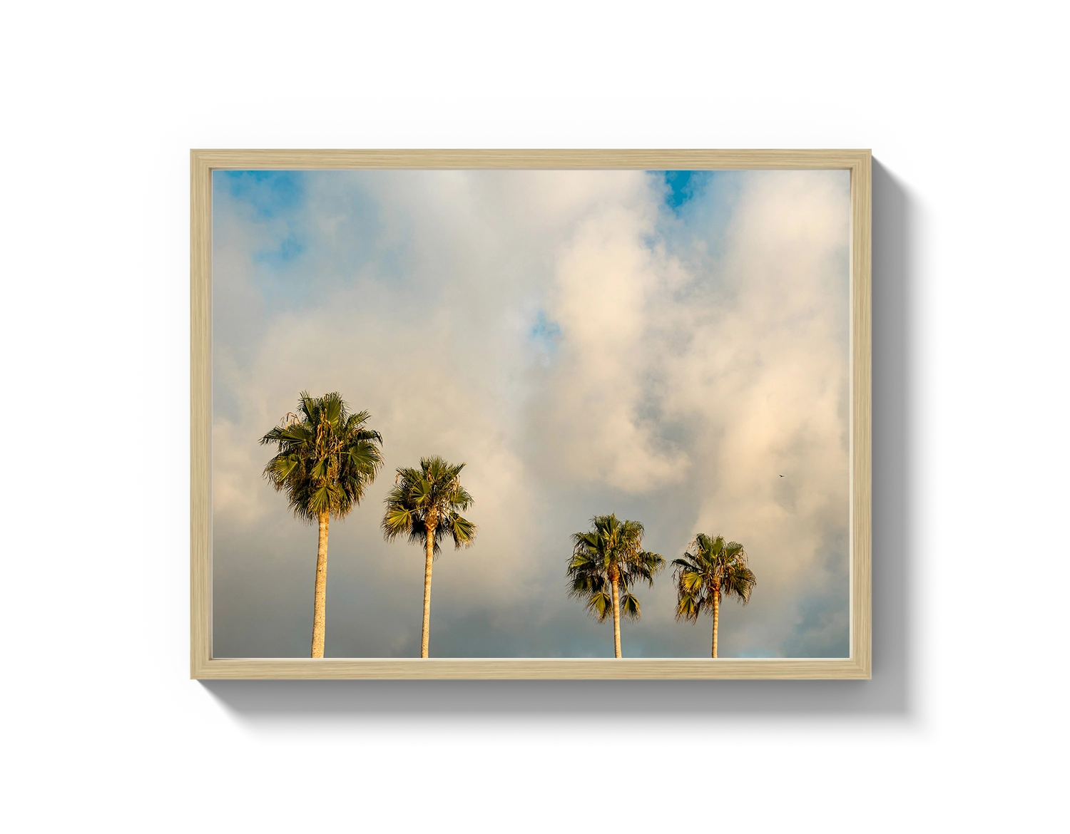 Palm Trees on Clouds