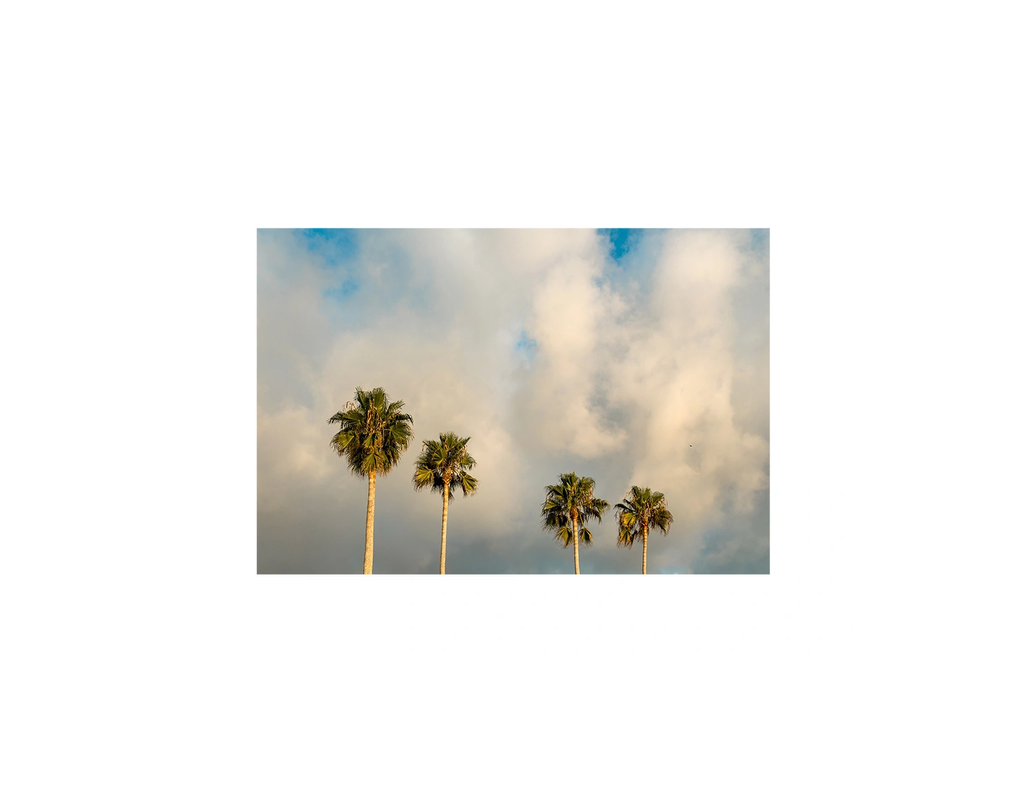 Palm Trees on Clouds