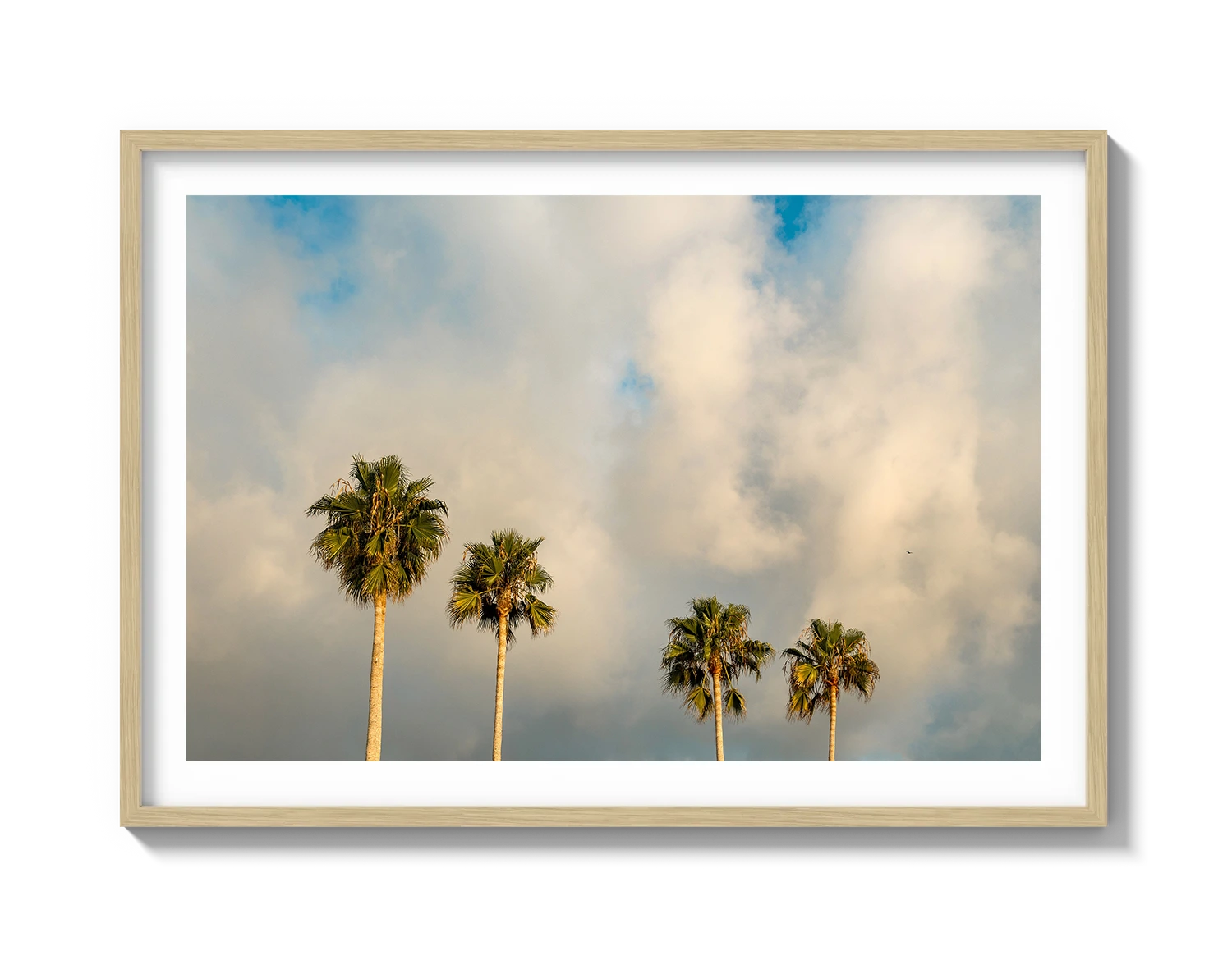 Palm Trees on Clouds