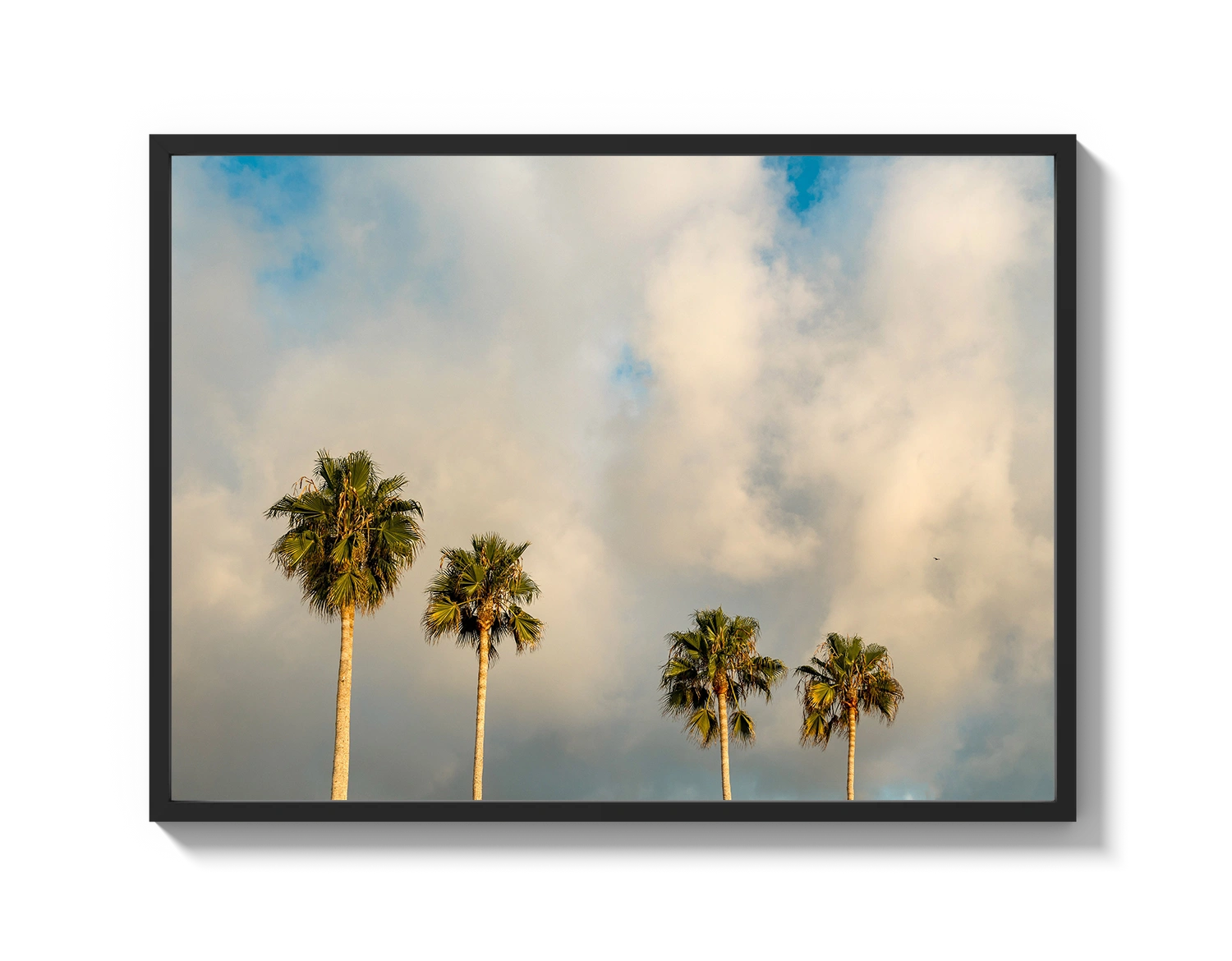 Palm Trees on Clouds