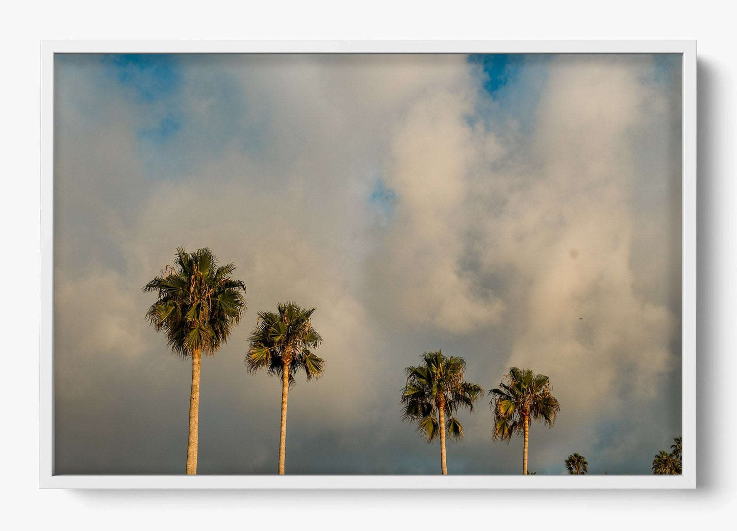 Palm Trees on Clouds