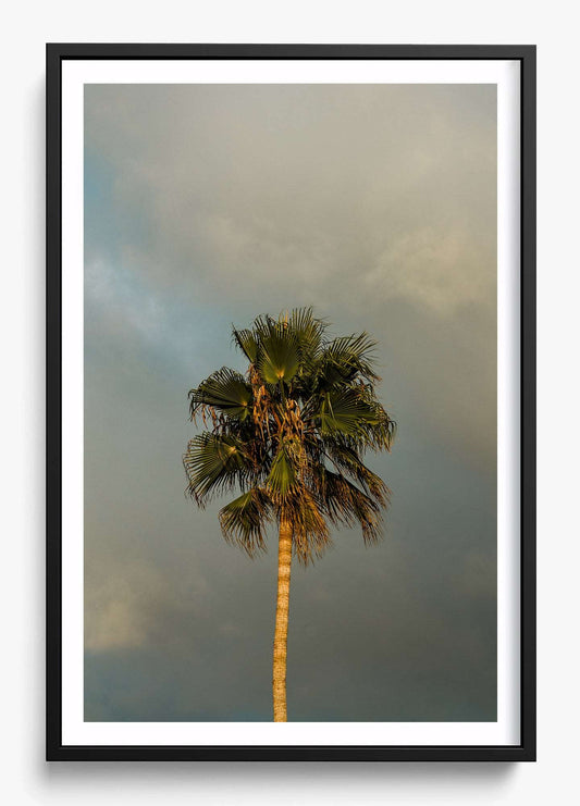 Lone Palm Tree on Clouds