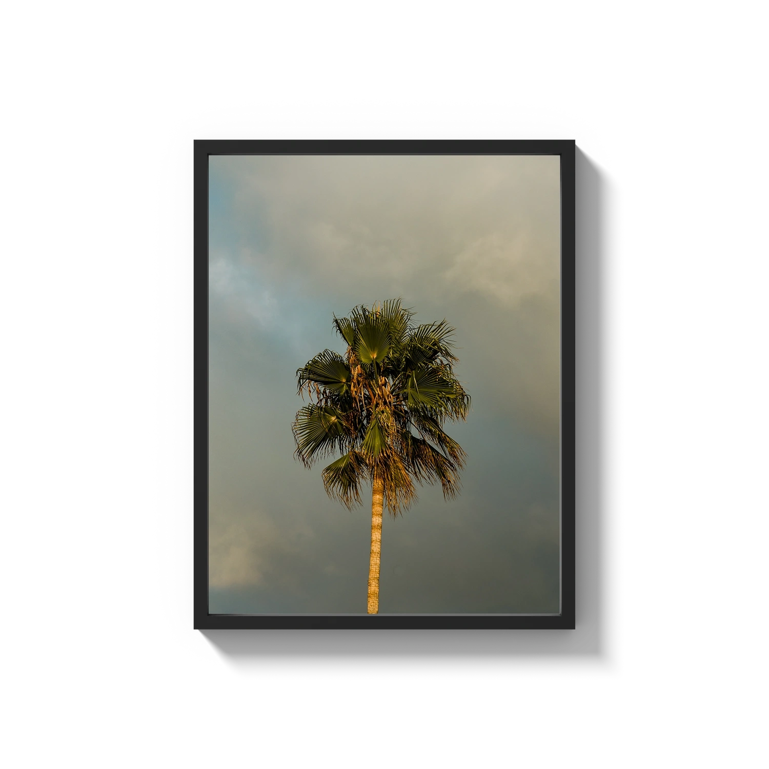 Lone Palm Tree on Clouds