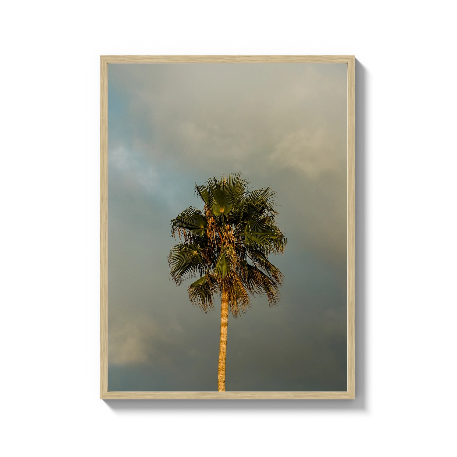 Lone Palm Tree on Clouds