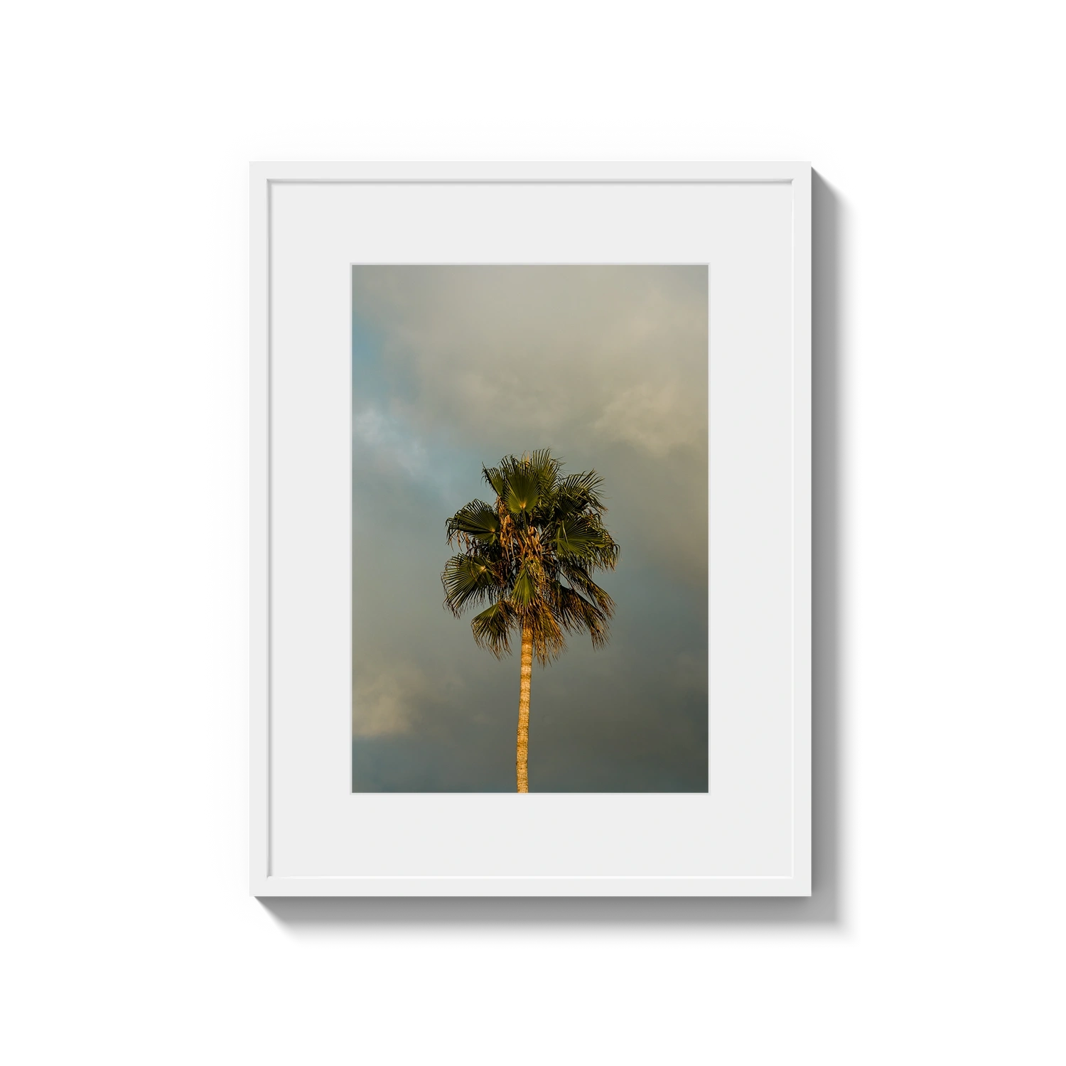 Lone Palm Tree on Clouds