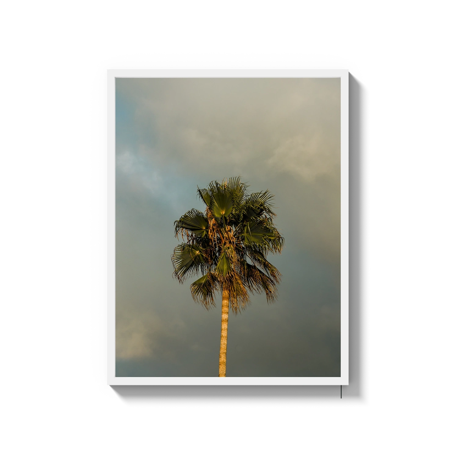 Lone Palm Tree on Clouds