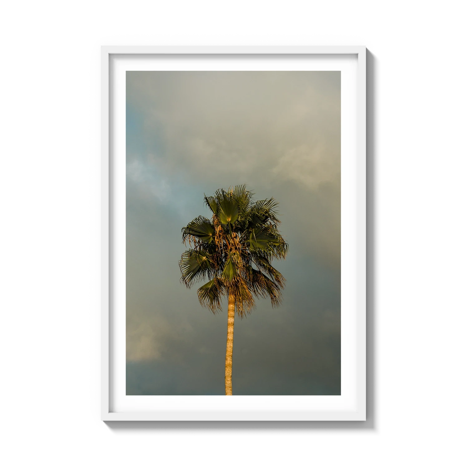 Lone Palm Tree on Clouds