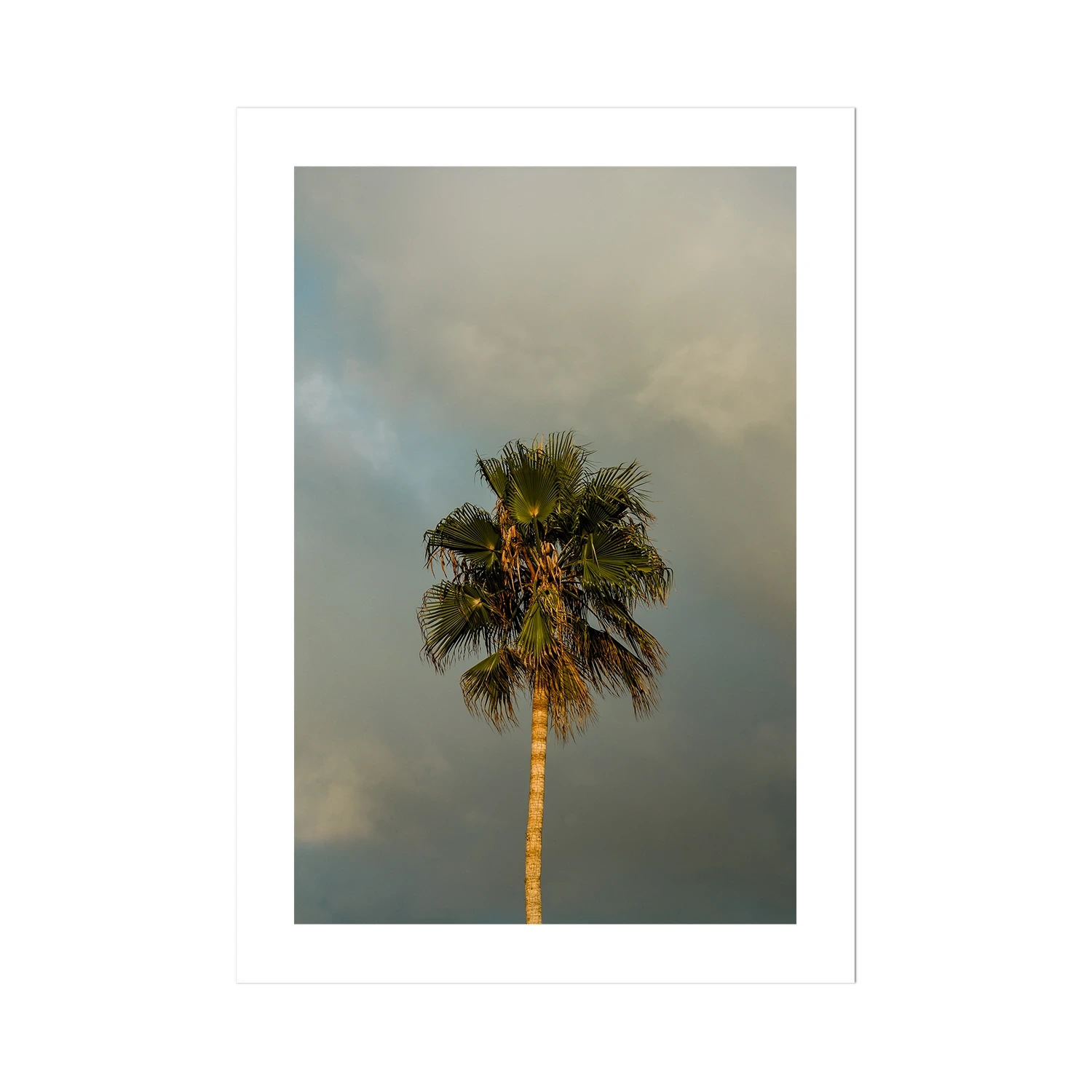 Lone Palm Tree on Clouds