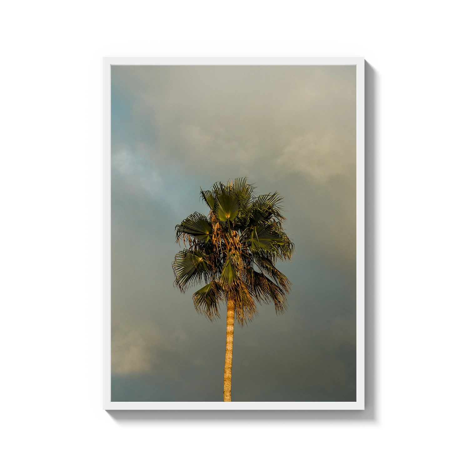 Lone Palm Tree on Clouds