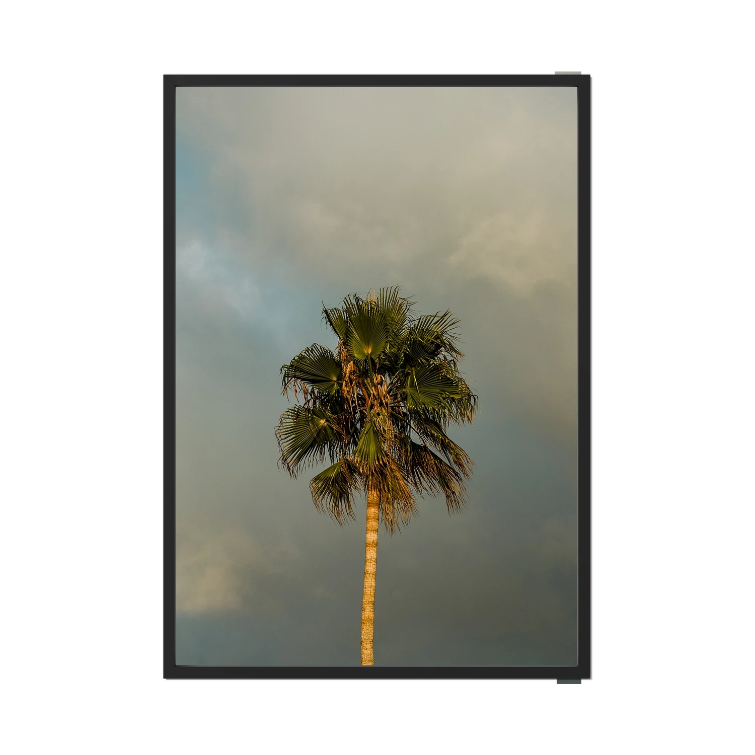 Lone Palm Tree on Clouds