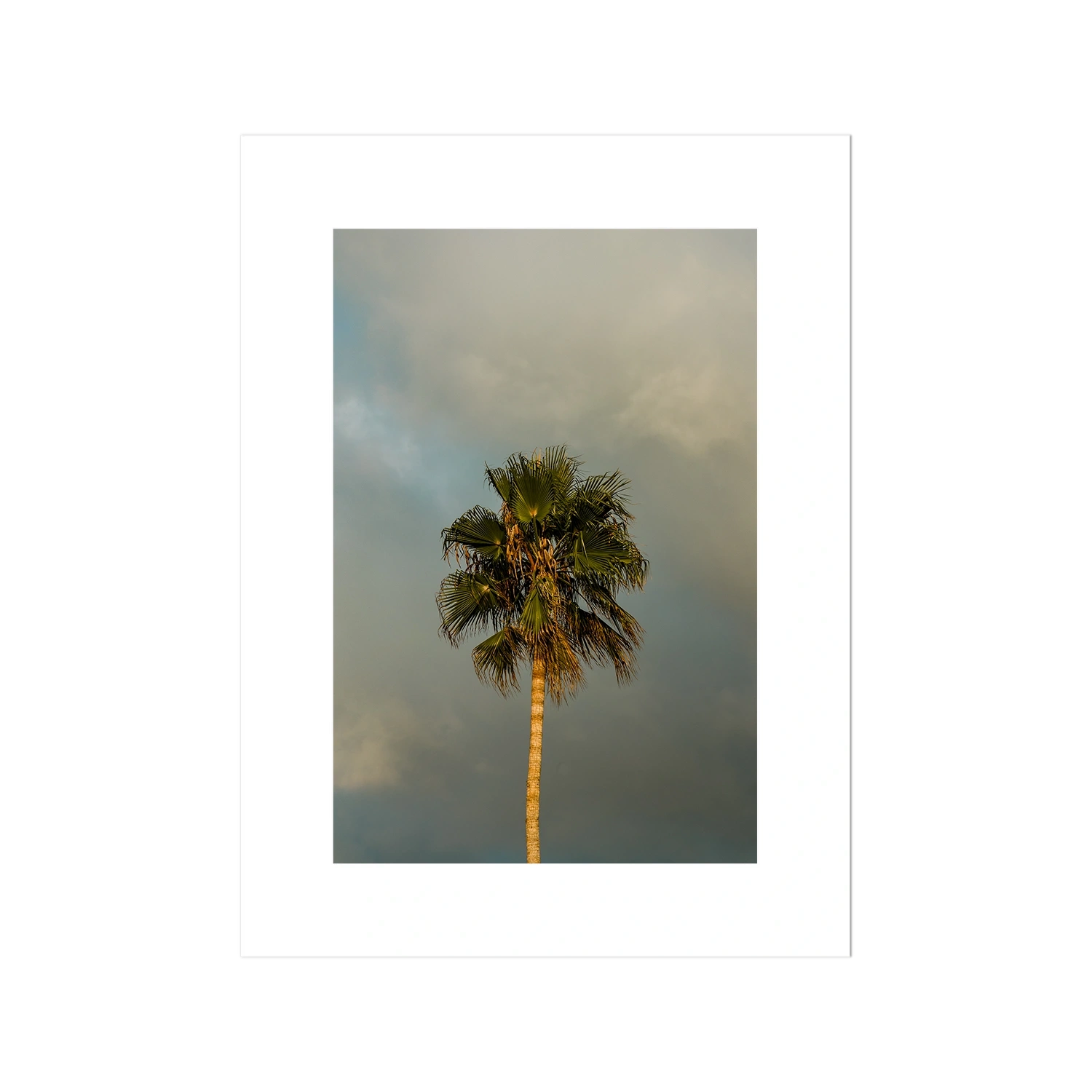 Lone Palm Tree on Clouds