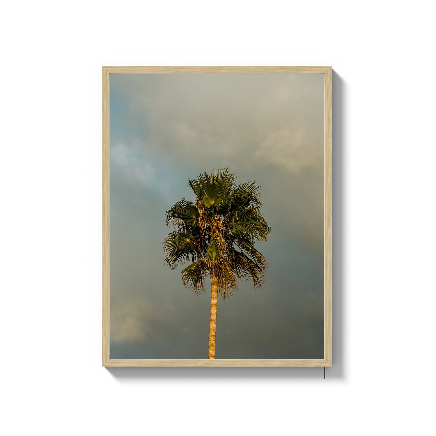 Lone Palm Tree on Clouds