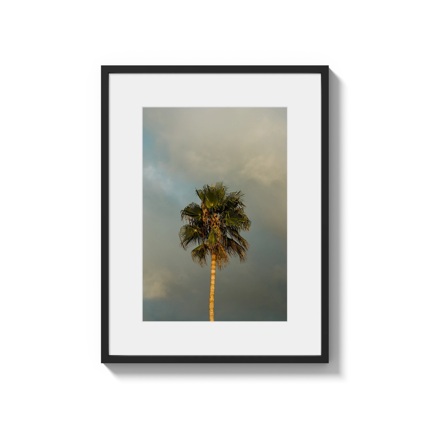 Lone Palm Tree on Clouds