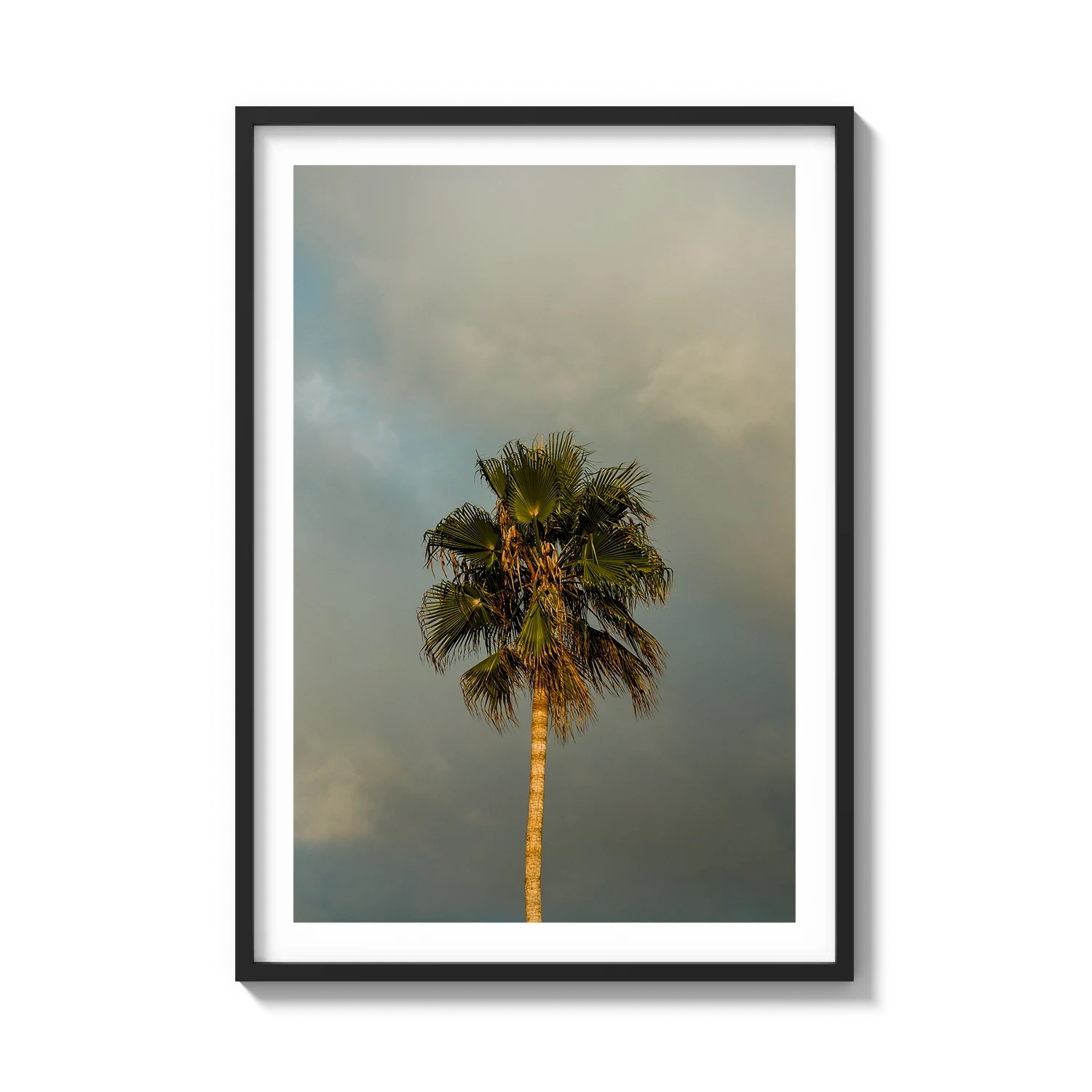 Lone Palm Tree on Clouds