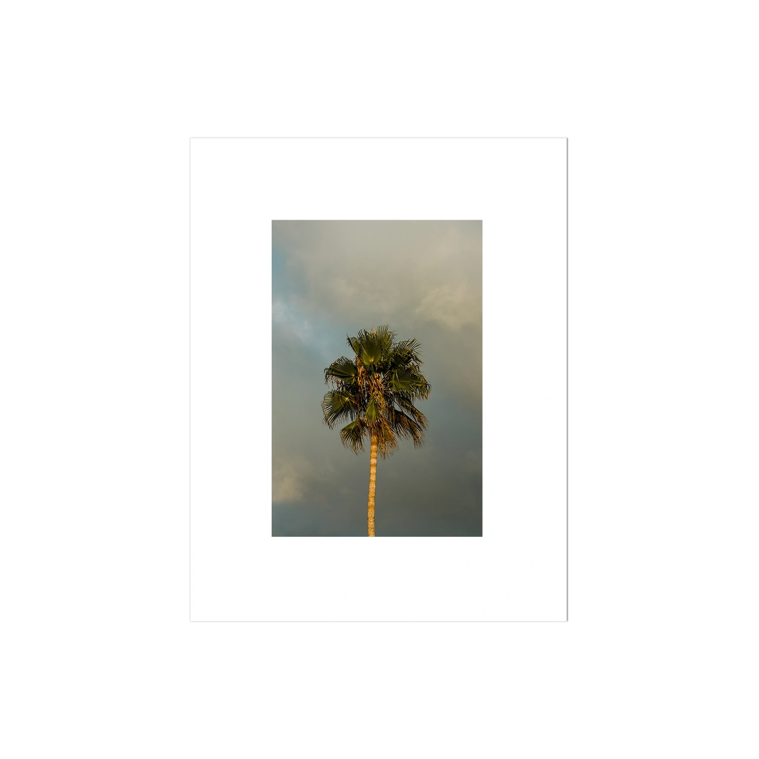 Lone Palm Tree on Clouds