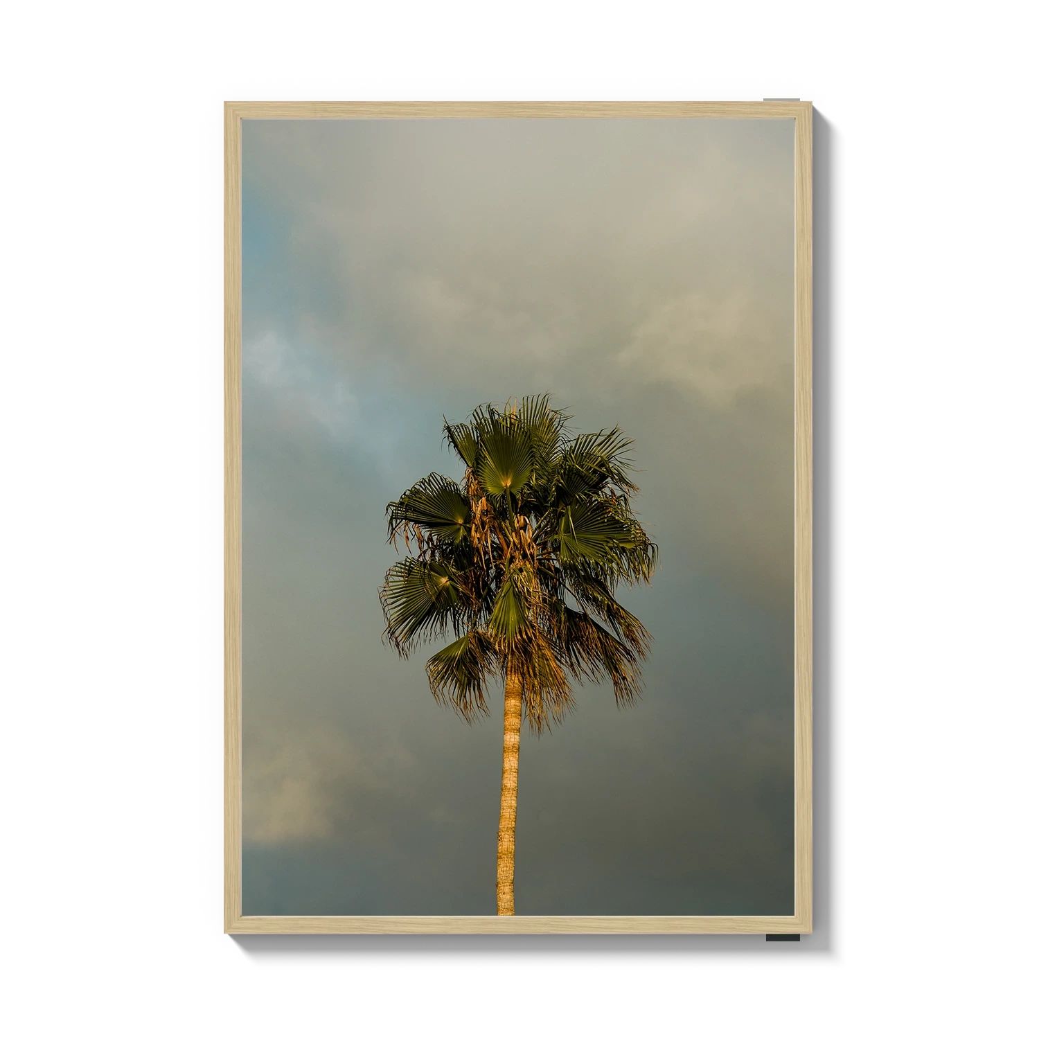 Lone Palm Tree on Clouds