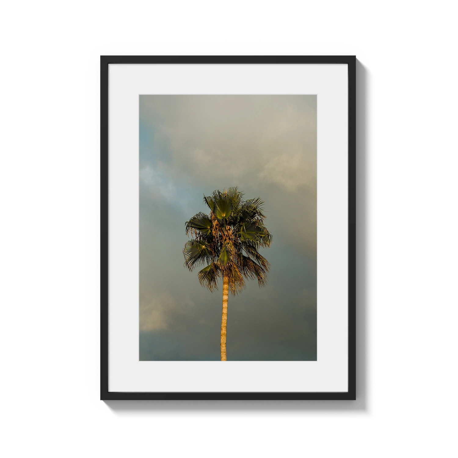 Lone Palm Tree on Clouds