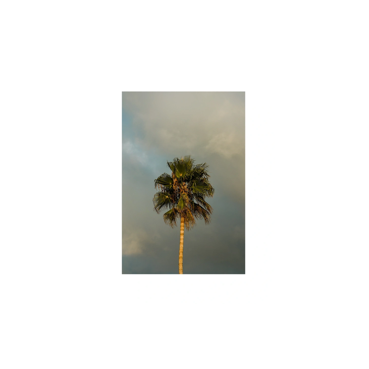 Lone Palm Tree on Clouds