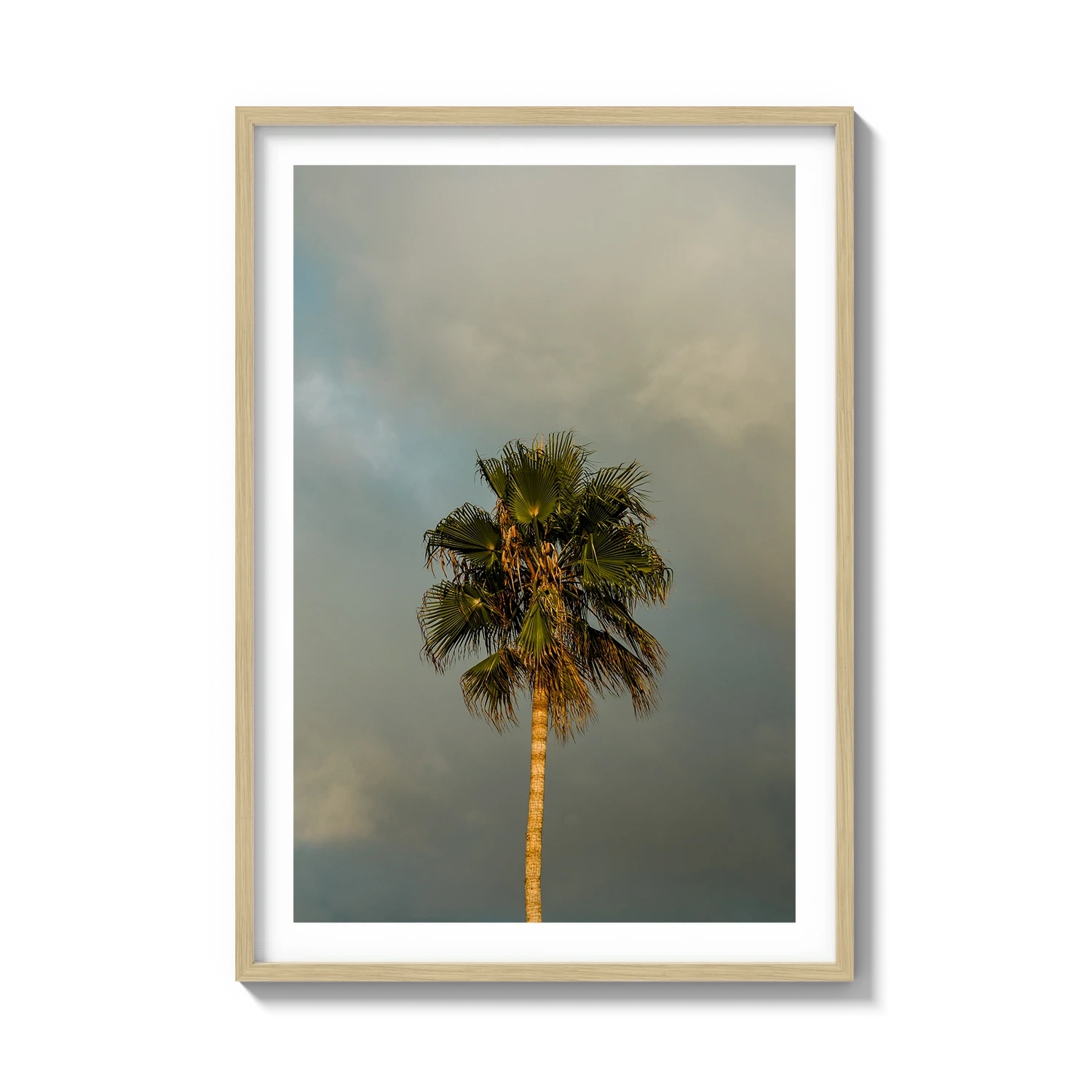 Lone Palm Tree on Clouds