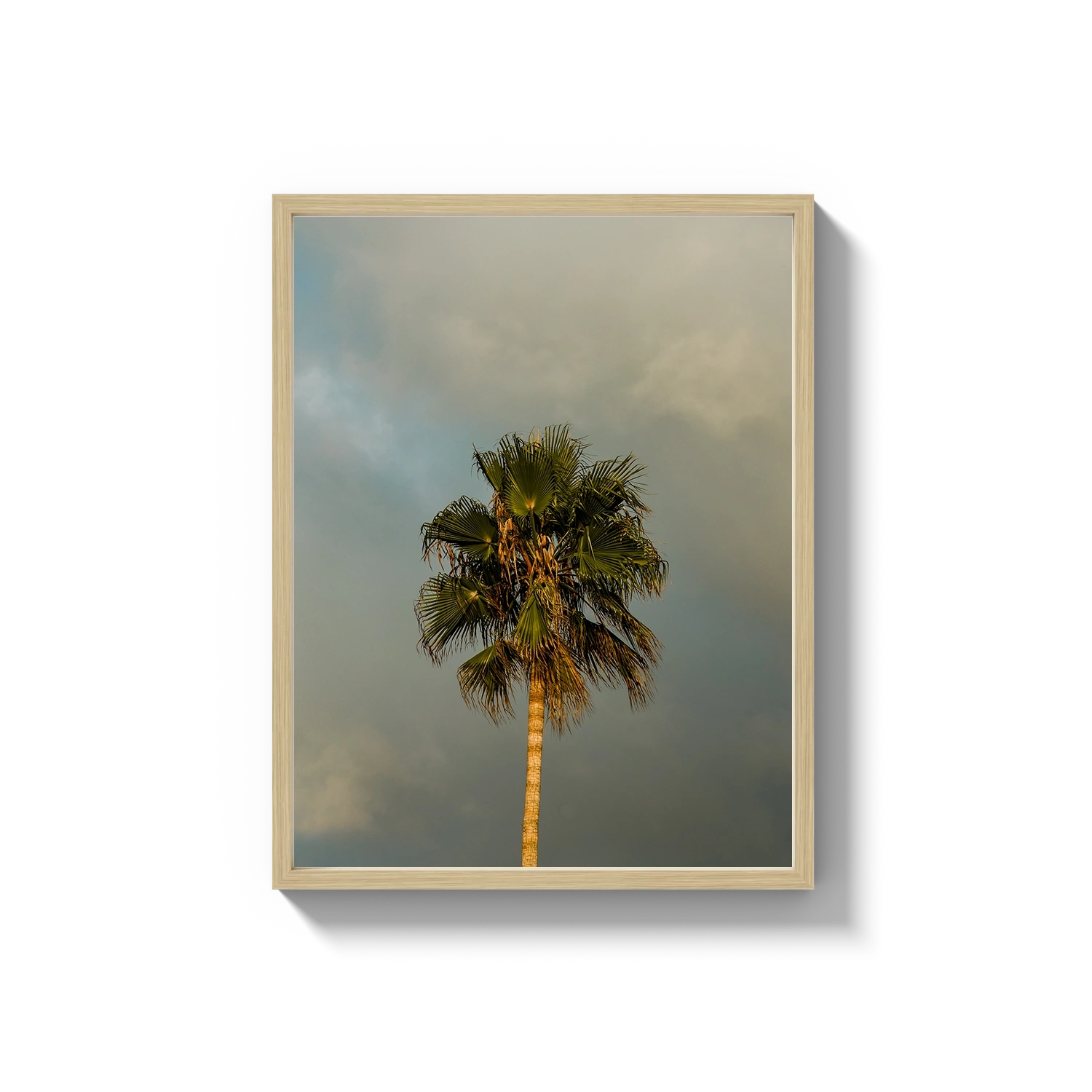 Lone Palm Tree on Clouds