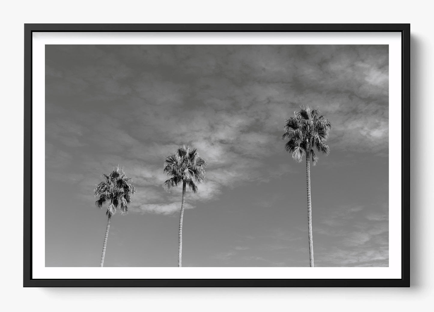 Three Palm Trees