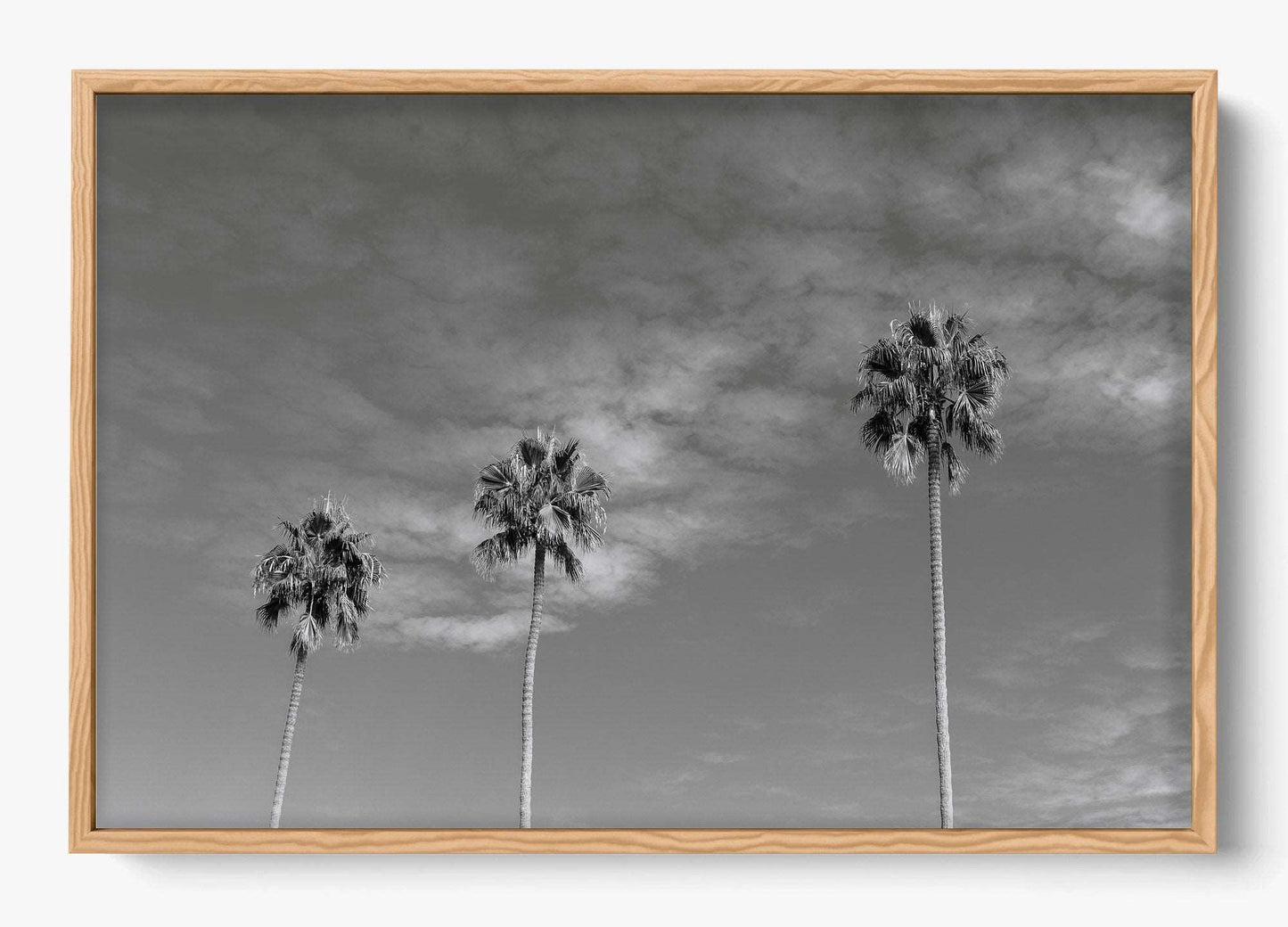 Three Palm Trees