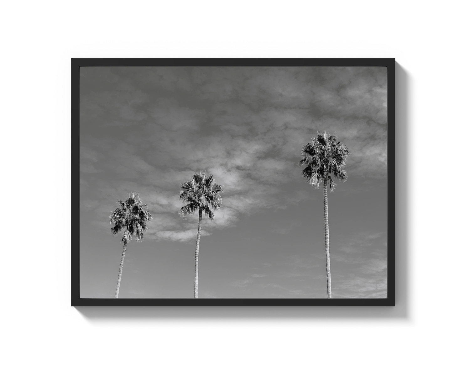 Three Palm Trees