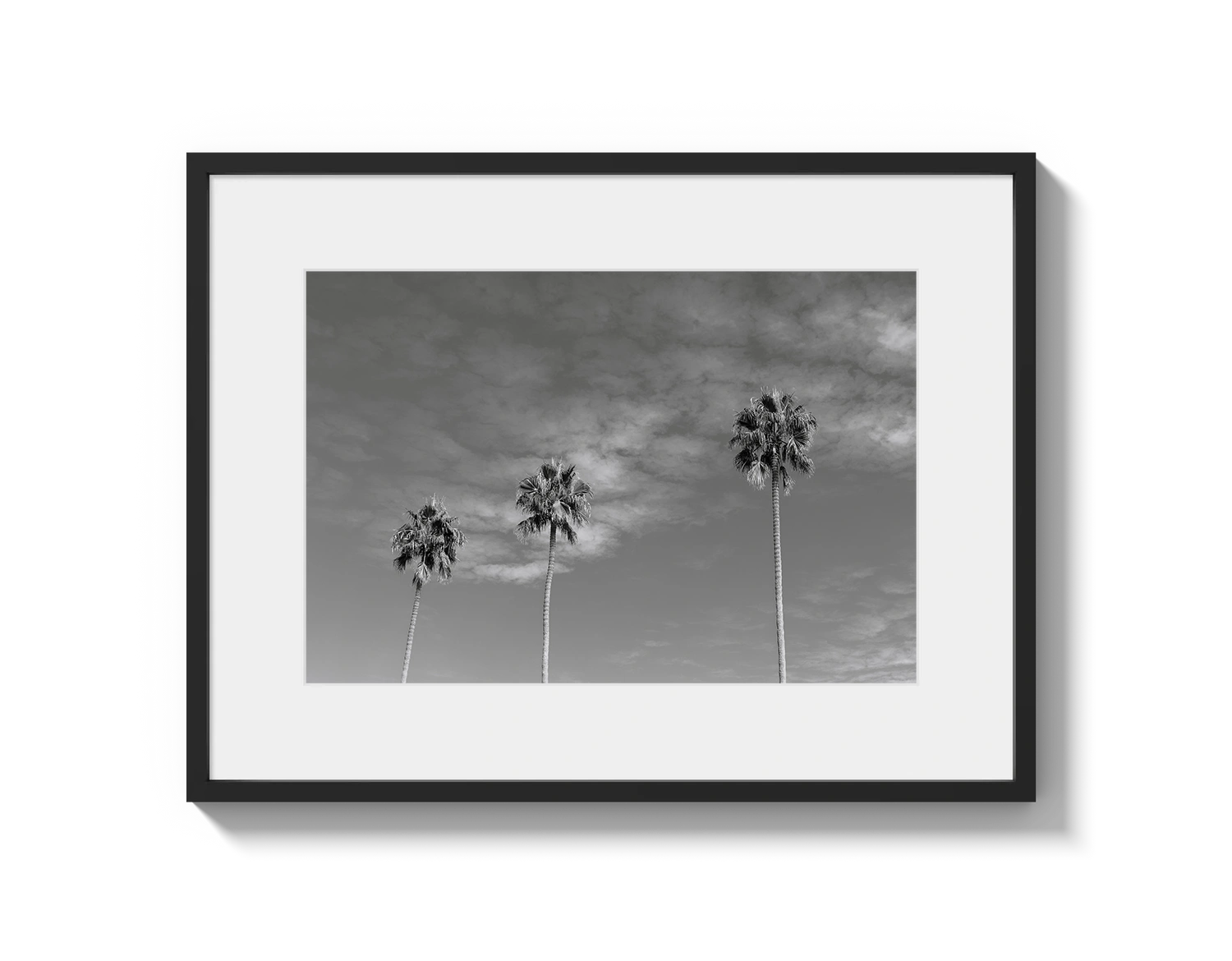 Three Palm Trees