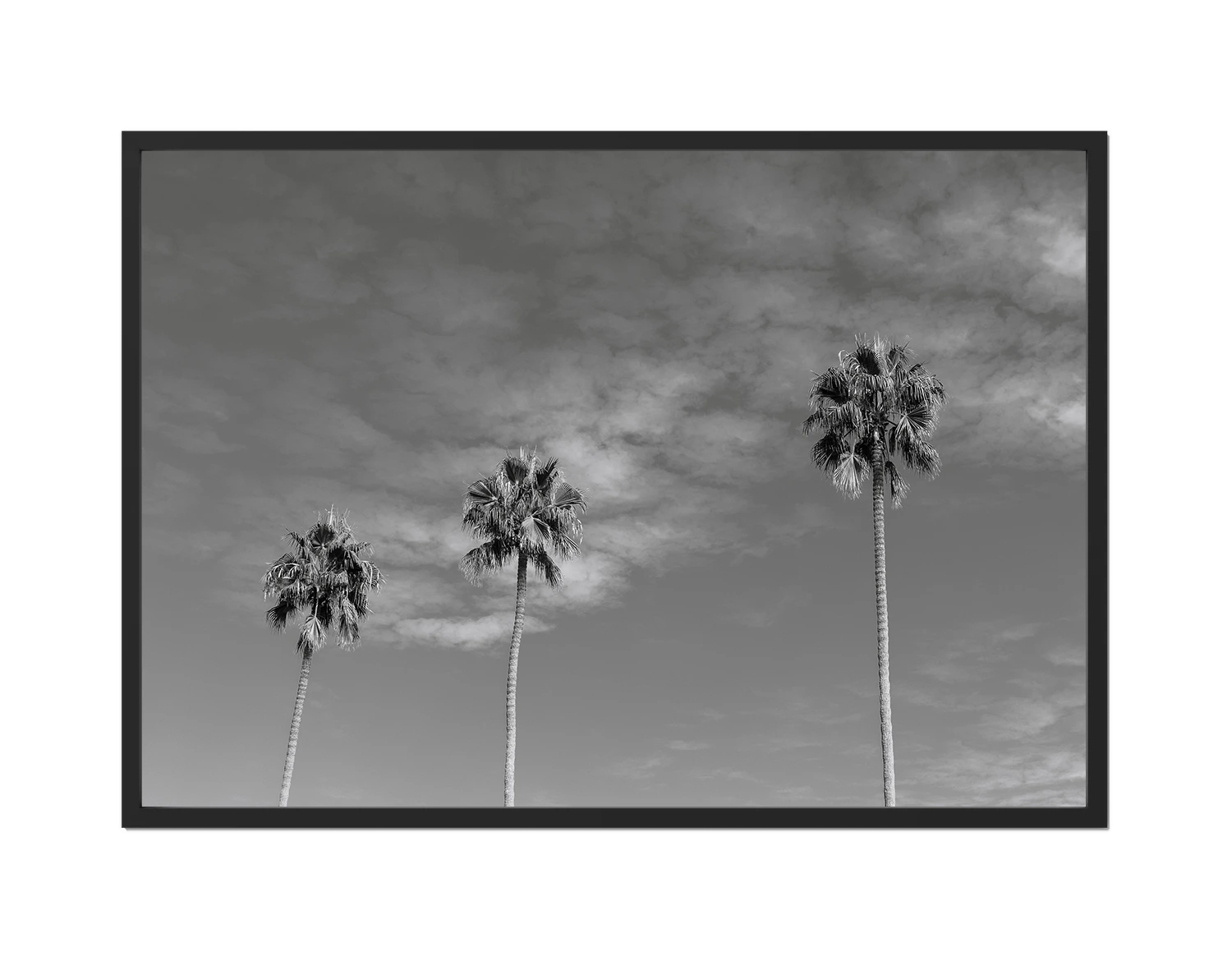 Three Palm Trees