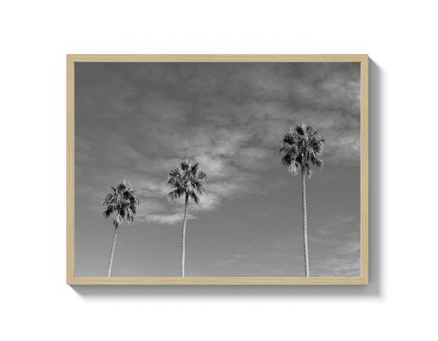 Three Palm Trees