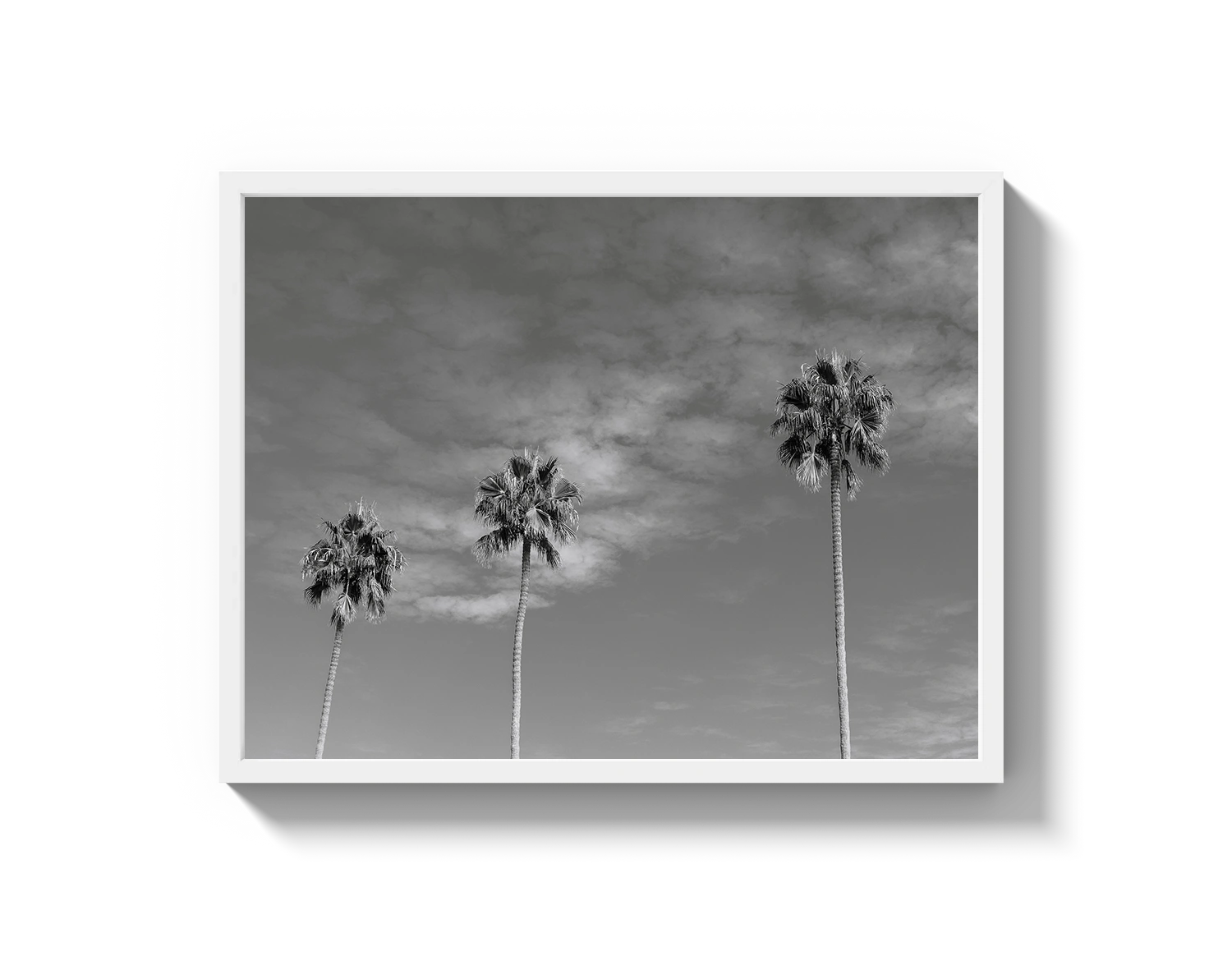 Three Palm Trees