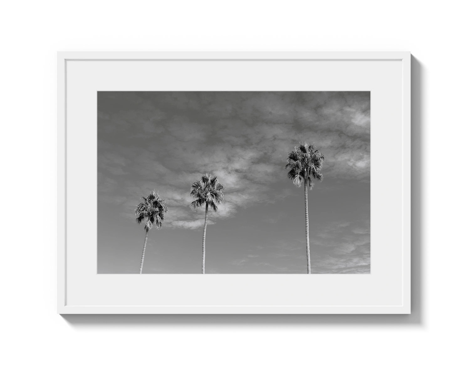 Three Palm Trees