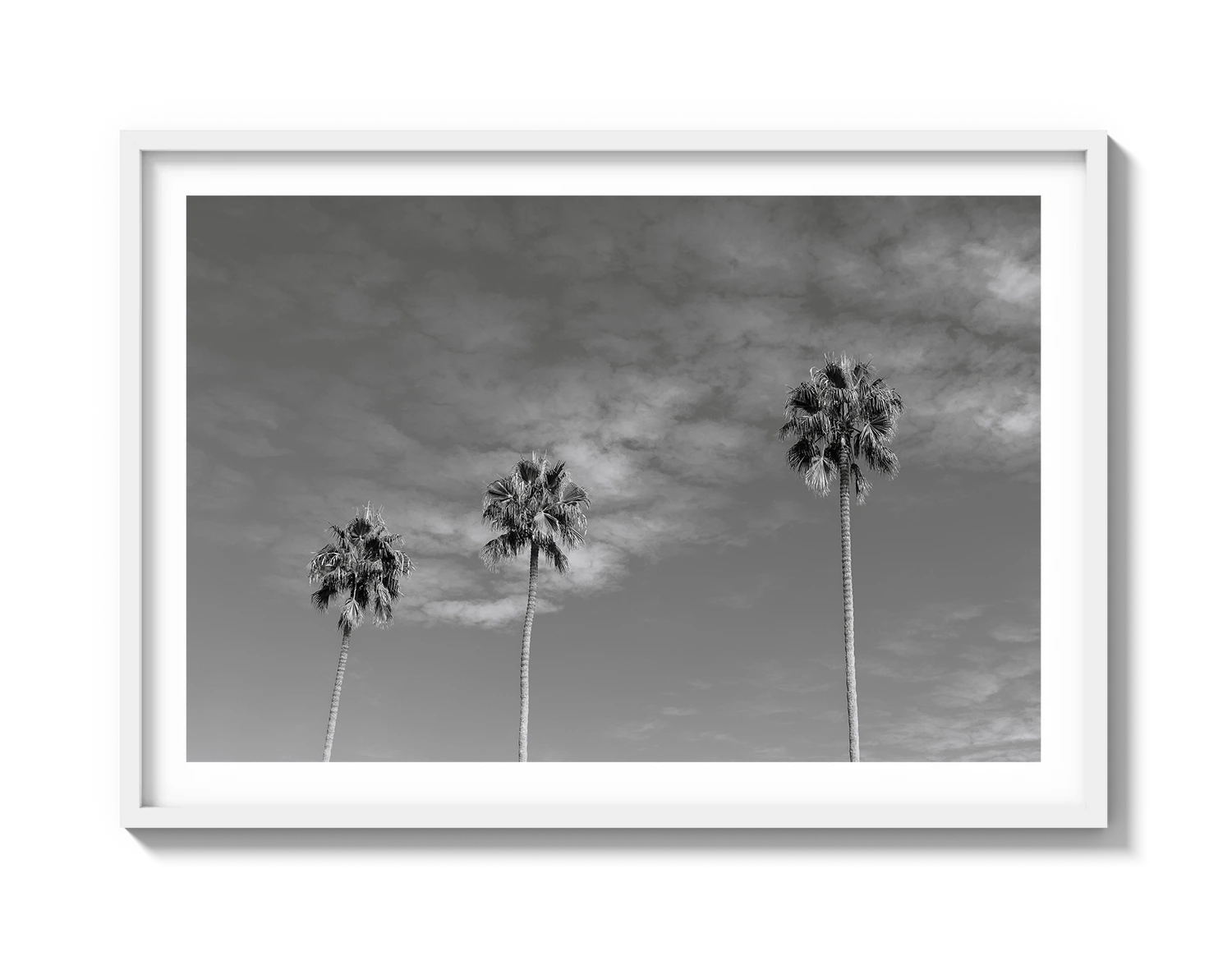 Three Palm Trees